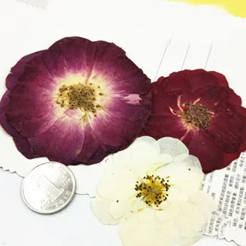 2018 Nueva Gran Rosa de Flores Secas Secas de la Flor Para el BRICOLAJE Material de 60 piezas Envío Gratis