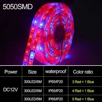 Fito LED Crecen la Luz de Tira de 5M de DC12V 5050SMD Rojo Azul Impermeable de Espectro Completo 300Leds de la Cinta de la Cadena de la Lámpara LED de la Planta Fitolampy